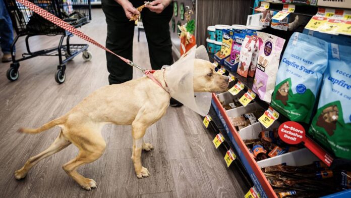 Another-pet-supplies-store-operator-files-Chapter-11-bankruptcy.jpeg Another pet supplies store operator files Chapter 11 bankruptcy