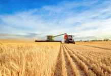 Wheat Falls Lower on Friday Wheat Falls Lower on Friday
