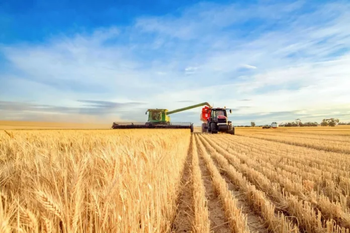 Wheat Falls Lower on Friday