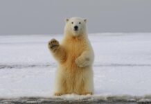 Bitcoin (BTC) opens the third quarter in a red zone that precedes bear markets Bitcoin (BTC) opens the third quarter in a red zone that precedes bear markets