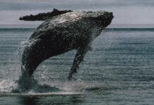 Bitcoin whales bought $16.7 billion of BTC in two weeks even as ETFs bled a record $4 billion Bitcoin whales bought $16.7 billion of BTC in two weeks even as ETFs bled a record $4 billion