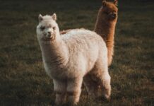 Crypto brokerage firm Alpaca raises $135 million for tokenized stock infrastructure Crypto brokerage firm Alpaca raises $135 million for tokenized stock infrastructure