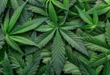 Major cannabis company closes 2 facilities, cuts 211 jobs Major cannabis company closes 2 facilities, cuts 211 jobs