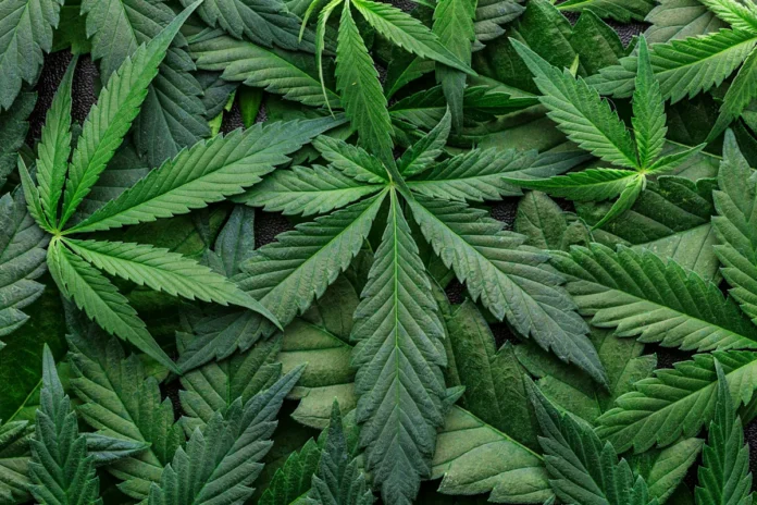 Major cannabis company closes 2 facilities, cuts 211 jobs