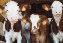 Struggling farmers unlock $20,000 in credit by putting cows on the blockchain Struggling farmers unlock $20,000 in credit by putting cows on the blockchain