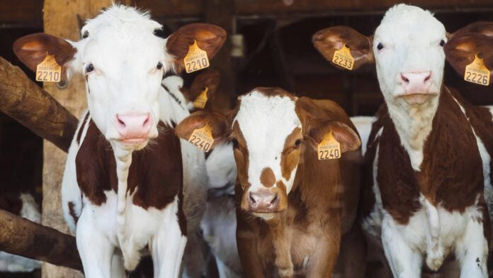 Struggling-farmers-unlock-20000-in-credit-by-putting-cows-on.jpg Struggling farmers unlock $20,000 in credit by putting cows on the blockchain