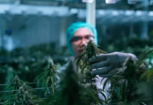 Thinking About Buying Canopy Growth? You May Want to Wait for This 1 Thing to Happen First. Thinking About Buying Canopy Growth? You May Want to Wait for This 1 Thing to Happen First.