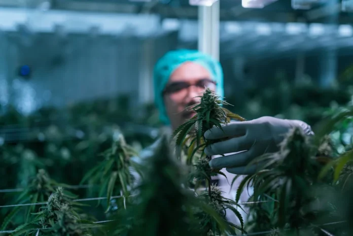 Thinking About Buying Canopy Growth? You May Want to Wait for This 1 Thing to Happen First.