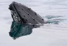 Bitcoin whales load up on $1.2 billion in BTC as ETFs attract $750 million Bitcoin whales load up on $1.2 billion in BTC as ETFs attract $750 million