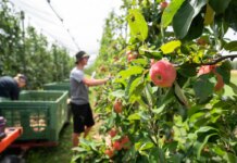 Major fruit grower lays off nearly 1,000 workers Major fruit grower lays off nearly 1,000 workers