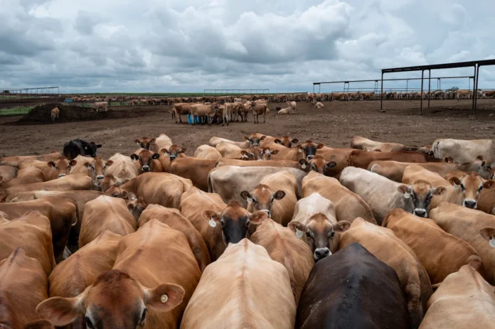 Tyson CEO: Reopening the Mexican border won't fully solve the US beef shortage