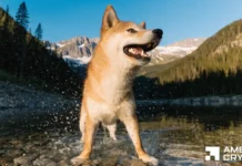 Analyzing why Shiba Inu crypto’s latest breakout is somewhat subdued Analyzing why Shiba Inu crypto's latest breakout is somewhat subdued
