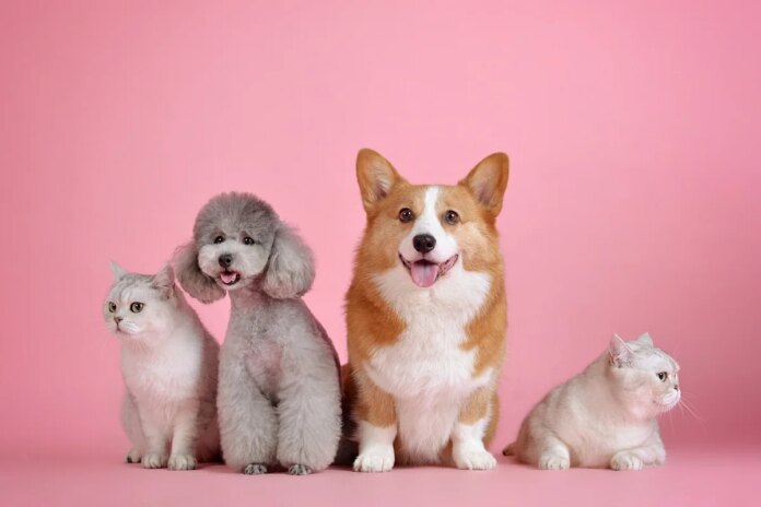 Chewy (CHWY) vs. Petco (WOOF): Proven Growth Story or Turnaround Bet?