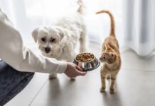 Morgan Stanley delivers blunt message to America’s pet owners Morgan Stanley delivers blunt message to America’s pet owners