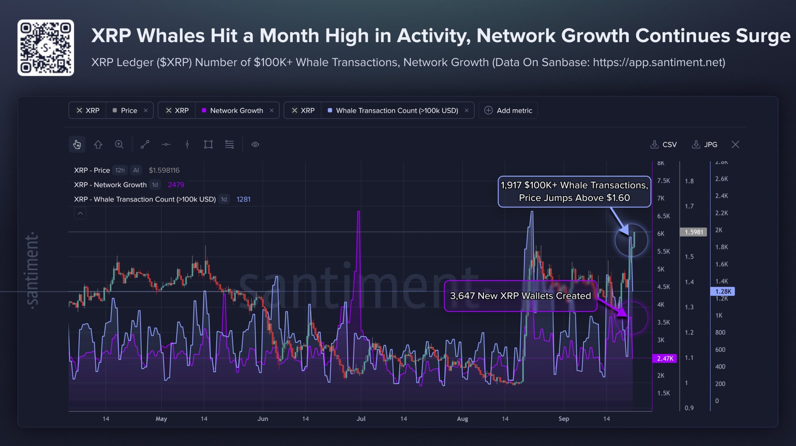 XRP Whale Activity