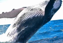Bitcoin whale that sat through the March 2020 crash moves $378 million Bitcoin whale that sat through the March 2020 crash moves $378 million