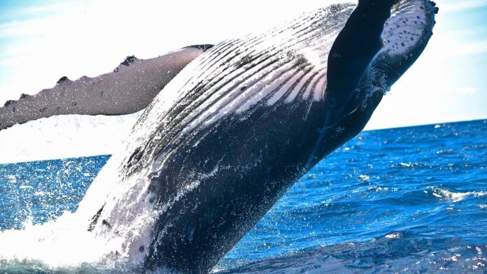 Bitcoin whale that sat through the March 2020 crash moves $378 million