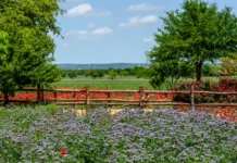 Texas Local: My Favorite Small City to Visit Is Fredericksburg Texas Local: My Favorite Small City to Visit Is Fredericksburg