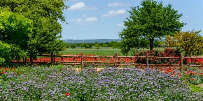 Texas-Local-My-Favorite-Small-City-to-Visit-Is-Fredericksburg.webp Texas Local: My Favorite Small City to Visit Is Fredericksburg