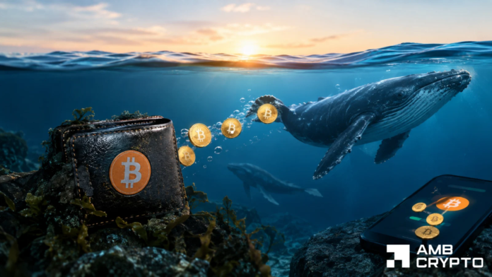 Two-Bitcoin-whales-who-bought-at-178-wake-up-Holdings.png Two Bitcoin whales who bought at $178 wake up: Holdings up nearly 480x!